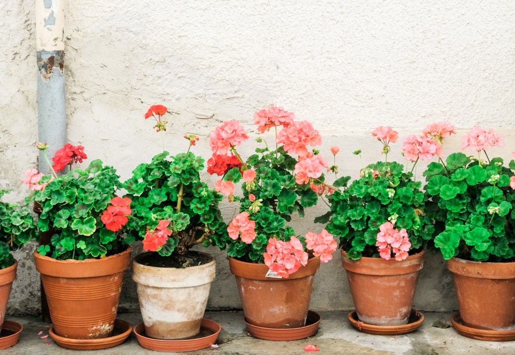 Stop Buffering-Week 4